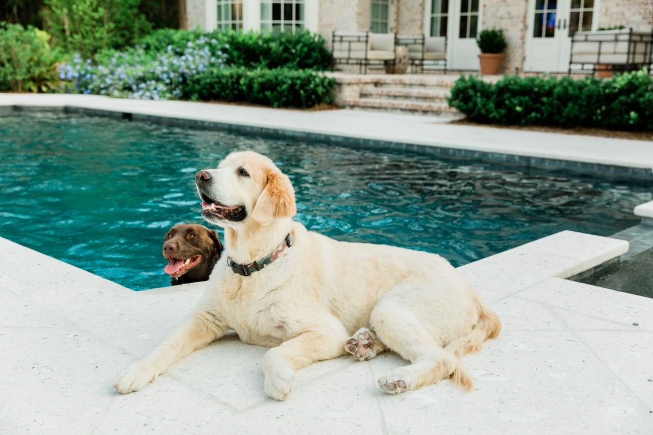 A Dogs Guide to Visiting the Golden Isles