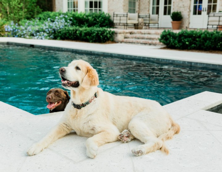 A Dogs Guide to Visiting the Golden Isles